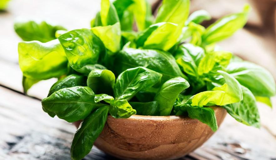 पीरियड में पेट दर्द का इलाज तुलसी से भी संभव है