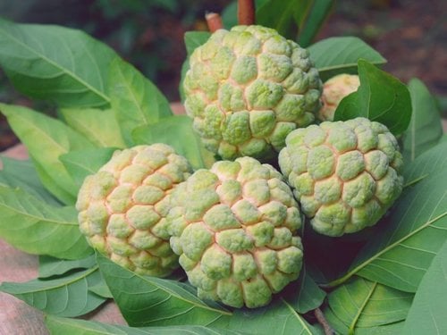 Custard Apple for Lord Ganesha