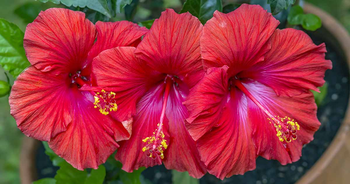 hibiscus for ganesh chaturthi