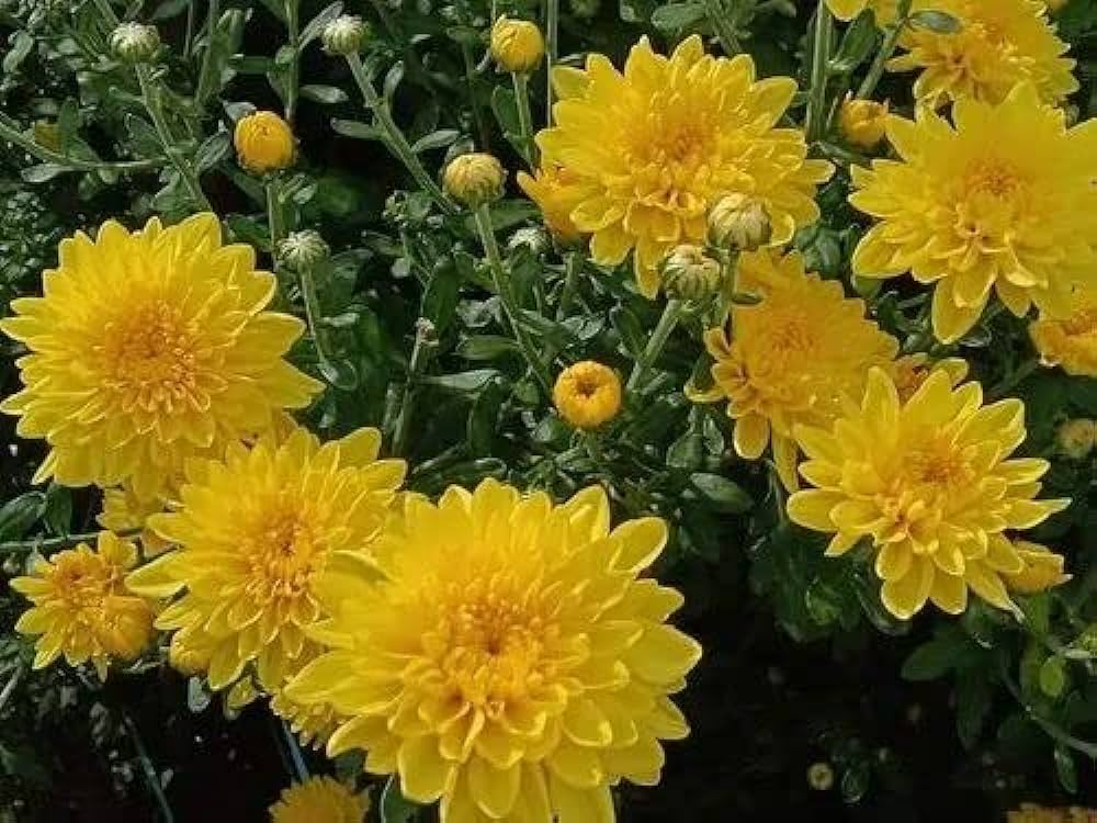 Yellow Chrysanthemums for ganesh chaturthi
