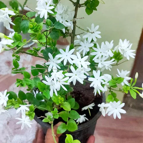 downy jasmine for ganesh chaturthi