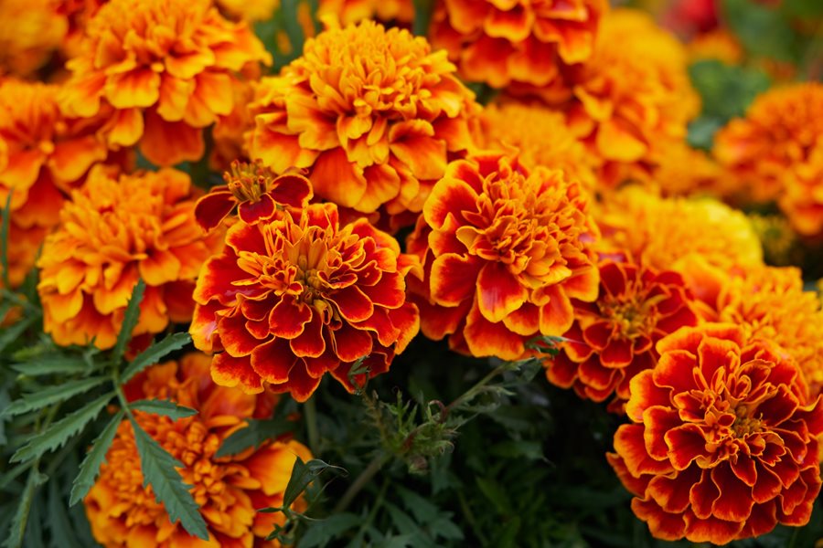 marigold for ganesh chaturthi