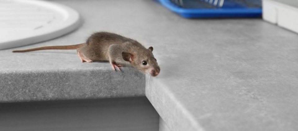 Fastest Ways to Get Rid of Rats in Your Premises